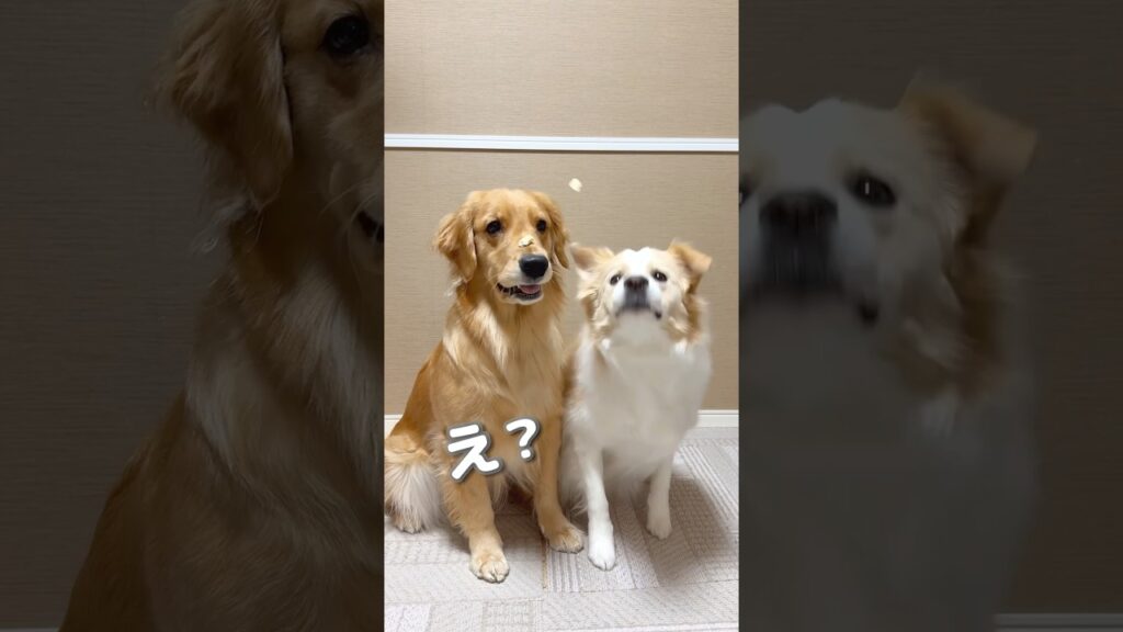 鼻の上にオヤツがのってる事を忘れてしまった犬の反応がこちら…w【ボーダーコリー•ゴールデンレトリバー】#shorts