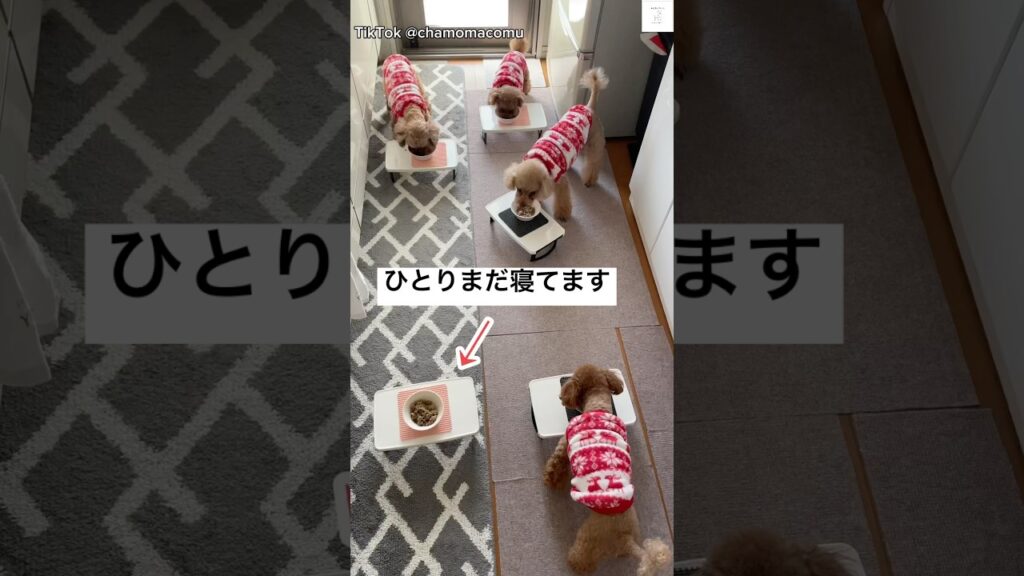 マイペースなトイプードルが可愛すぎる💕　#トイプードル　#犬　#かわいい犬 #犬のいる暮らし #癒し