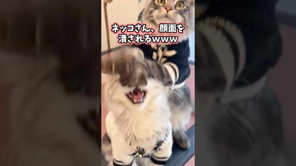 ネッコ見て笑ったら寝ろwww #猫 #猫動画 #猫のいる暮らし #ねこ #可愛い #かわいい #癒し #ペット #動物 #2ch #shorts