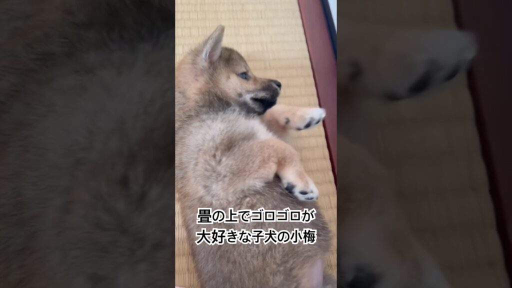 ゴロゴロ最高だワン🐶　#豆柴 #子犬 #癒し動画 #癒し #癒し動画犬 #pecoいぬ部 ##豆柴子犬