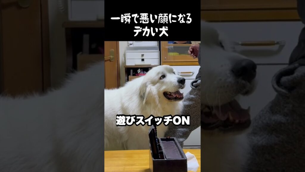 イタズラ3秒前の顔する愛犬　#グレートピレニーズ #greatpyrenees #癒し #グレートデン #puppy #パーニーズ #愛犬 #犬のいる生活 #大型犬