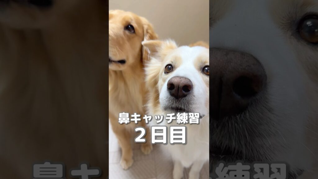 急に記憶喪失になってしまった犬…【ボーダーコリー•ゴールデンレトリバー】#shorts