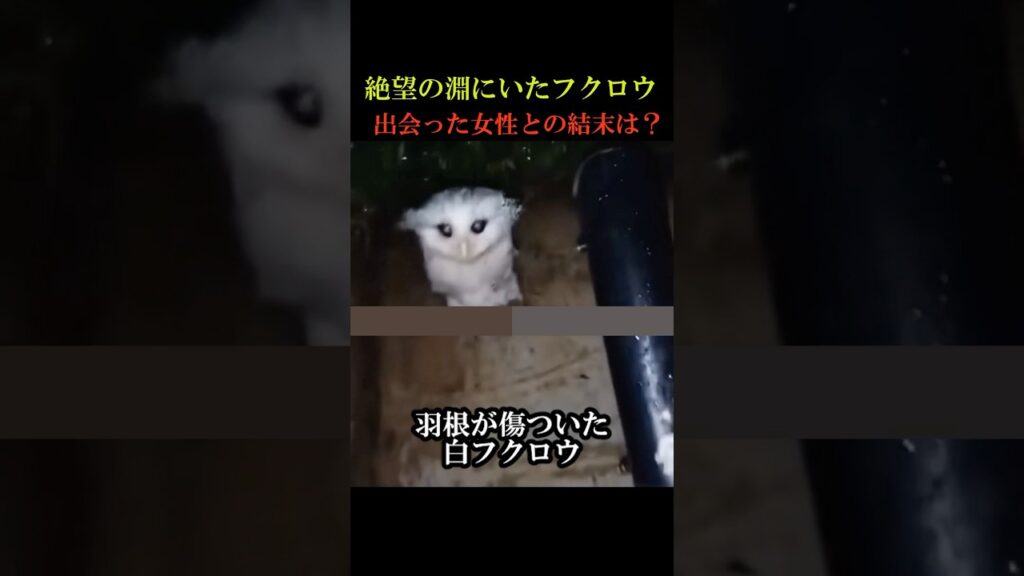 絶望の淵にいたフクロウと出会った女性との結末は？#動物 #感動