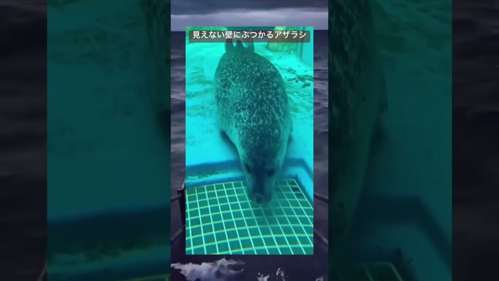 鼻セレブ #Shorts #TikTok #おすすめ #アザラシ #水族館 #動物 #かわいい #可愛い #癒し #かわいい動物 #おもしろ #面白い #爆笑 #バズれ #おすすめにのりたい #笑える