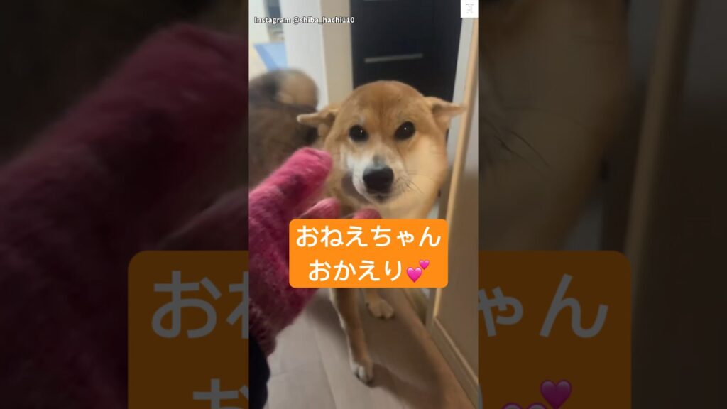 おかえり💕寝ぼけお迎えが可愛すぎる　#犬　#柴犬　#犬のいる暮らし #癒し　#かわいい