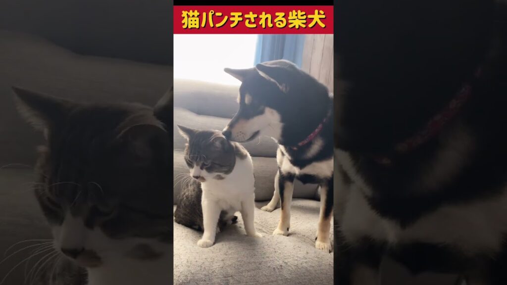 高速猫パンチを食らう柴犬  #shorts #かわいい #柴犬 #ねこ #癒し