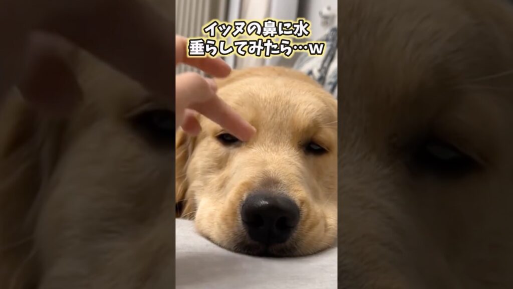 イッヌの動画見てニヤけたら負けwww ##ゴールデンレトリバー #犬 #犬のいる暮らし #可愛い #かわいい #癒し #ペット #動物 #2ch #shorts