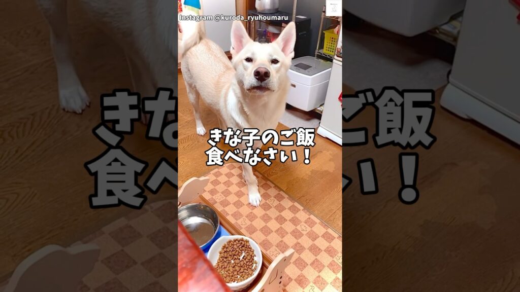 肉食べたい‼️ジィちゃんとバァちゃんだけ『ズルい』って言ってます　#保護犬 #犬　#おもしろ #犬のいる暮らし #癒し