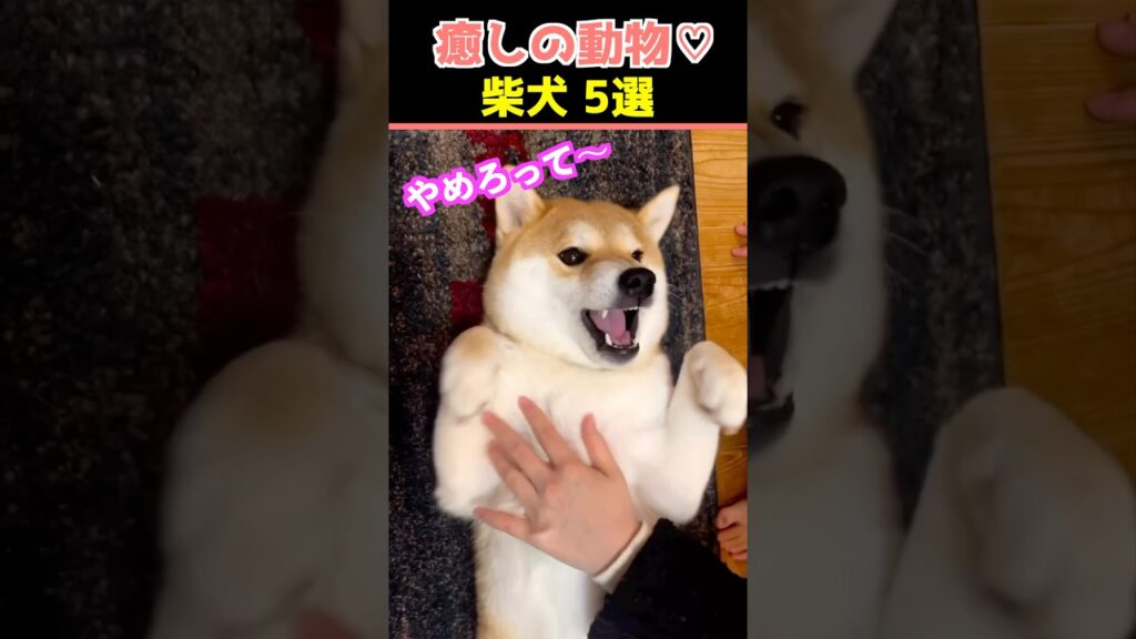 【癒しの柴犬】SNSでバズった動物かわいい犬動画５選！【Healing Shiba Inu】5 Cute Dog Videos That Went Viral on Social Media!