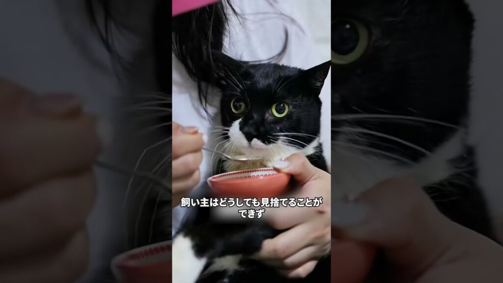 全身不随な猫ちゃん、愛する人があってよかったね　#癒し #感動する話