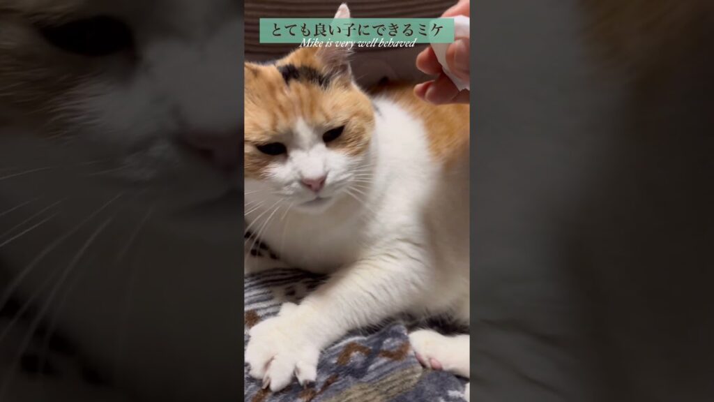 【三毛猫】目ヤニ掃除も得意になってきたミケ