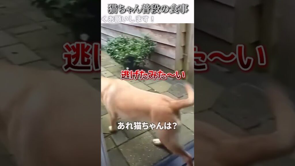 犬猫のおもしろ動画にツッコミどころ満載なアフレコしてみた＃236【お食事】【ハプニング映像】#shorts　#アフレコ #面白動画