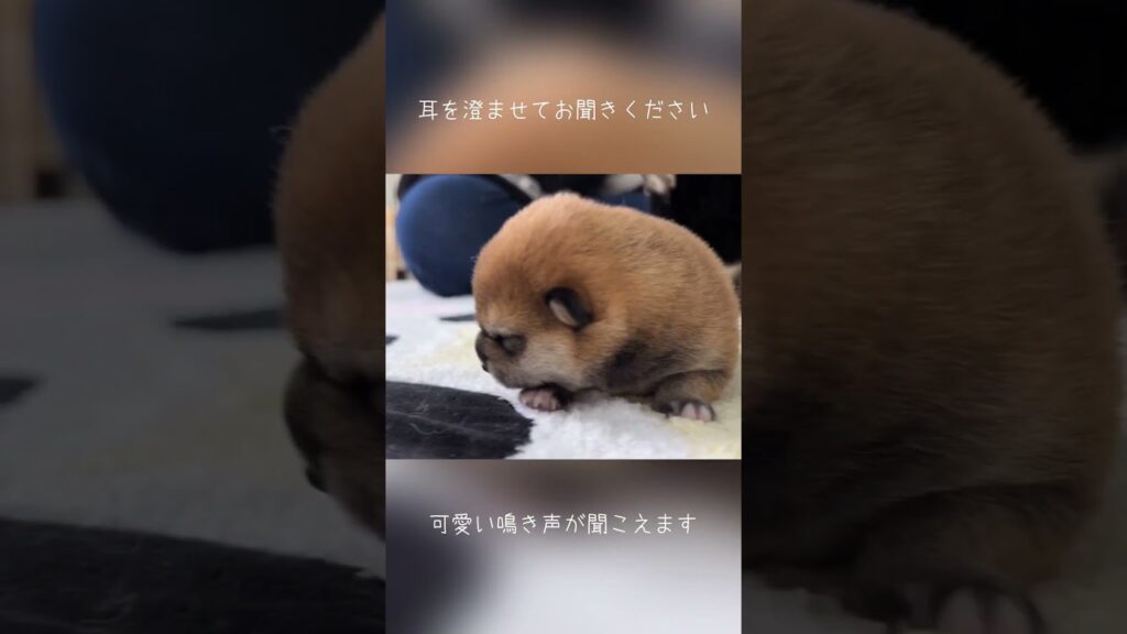 【豆柴犬】ずっと聞いてられる癒しの声🍀