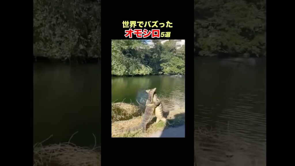 【熱々カップル】クスッと笑える世界のオモシロ動画