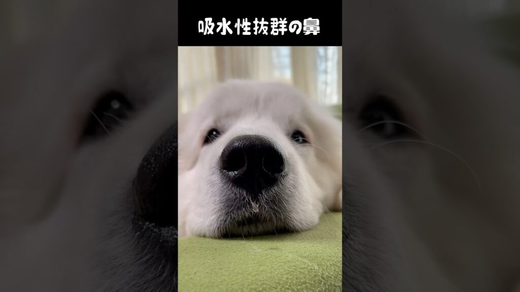 吸水性が抜群の鼻をもつ愛犬　#グレートピレニーズ #greatpyrenees #癒し #ゴールデンレトリバー #puppy #愛犬 #大型犬 #大型犬パピー #大型犬と暮らす #大型犬のいる生活