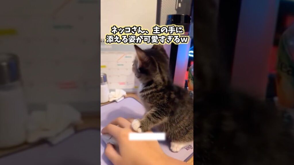 ネッコの動画見てニヤけたら負けwww #猫 #猫のいる暮らし #猫動画 #ねこ #可愛い #かわいい #癒し #ペット #動物 #2ch #shorts