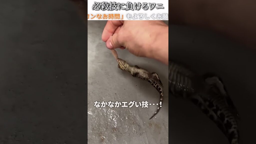 動物のおもしろ動画にツッコミどころ満載なアフレコしてみた＃239【技】【ハプニング映像】#shorts　#アフレコ #面白動画