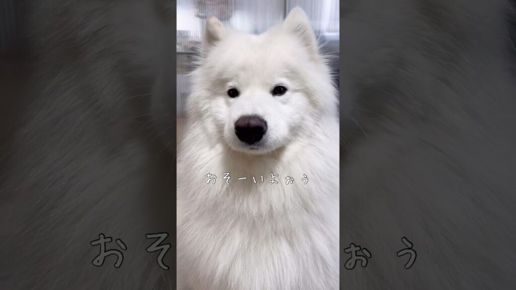 ママの帰宅を知らせた時のサモエドの反応はこちらです笑 #サモエド #samoyed #癒し動画