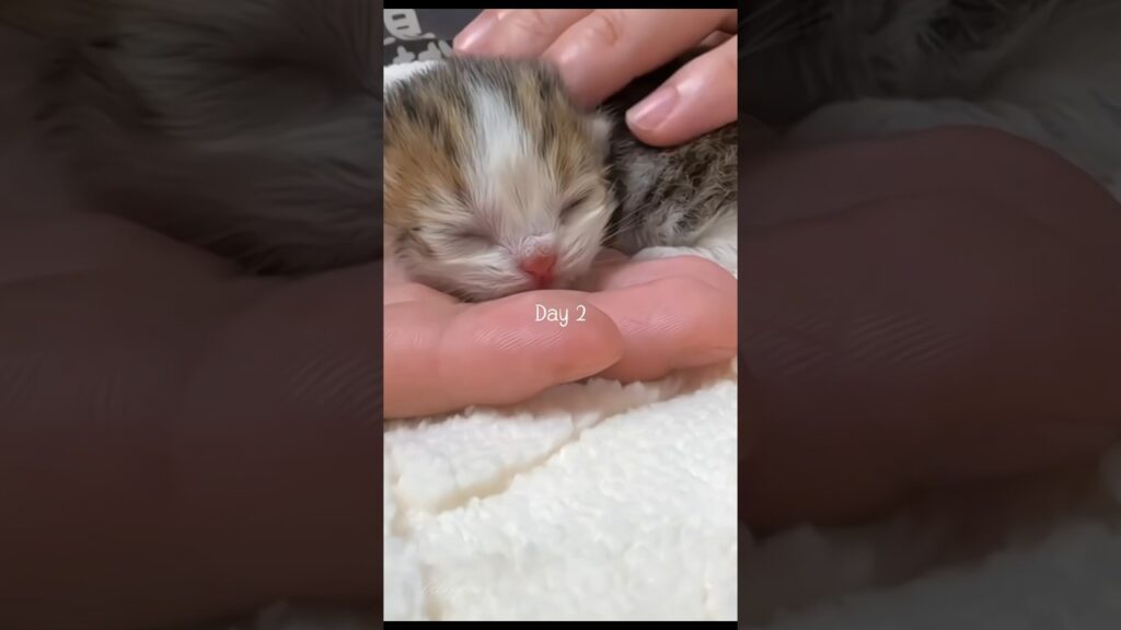 🐱❤️Kitten’s 35-Day Growth Diary  #meow #cat#癒し #cute #kitten #pets #cutecat #catlover #asmr #kucing