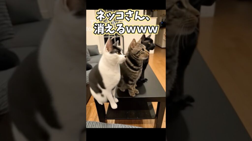 ネッコの動画見てニヤけたら負けwww #猫 #猫動画 #猫のいる暮らし #ねこ #可愛い #かわいい #癒し #ペット #動物 #2ch #shorts