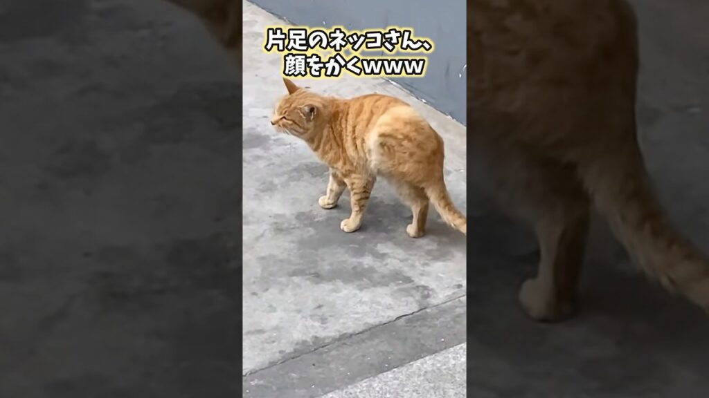 ネッコの動画見てニヤけたら負けwww #猫 #猫動画 #ねこ #可愛い #かわいい #癒し #ペット #動物 #2ch #shorts