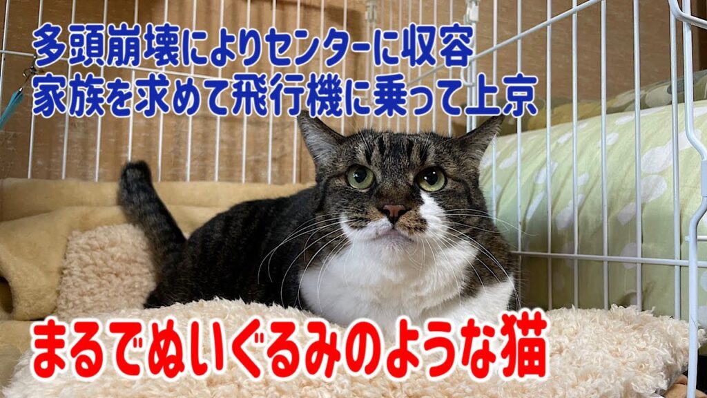 まるでテディベアのような癒し系猫さんのご紹介させてください！