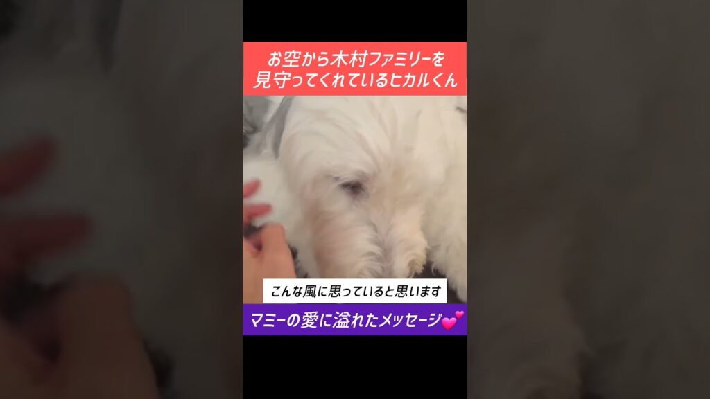 🐶❤️マミーとヒカルくんの絆＃木村ファミリー＃工藤静香＃木村拓哉 #癒し