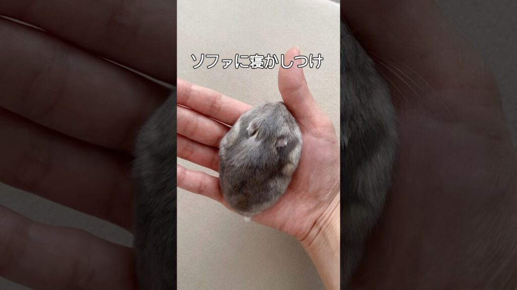 【寝かしつけ】ソファでも寝てくれるか検証してみた#ハムスター #ハムスターのいる生活 #hamsters #cute #cuteanimal #kawaii #癒し#かわいい