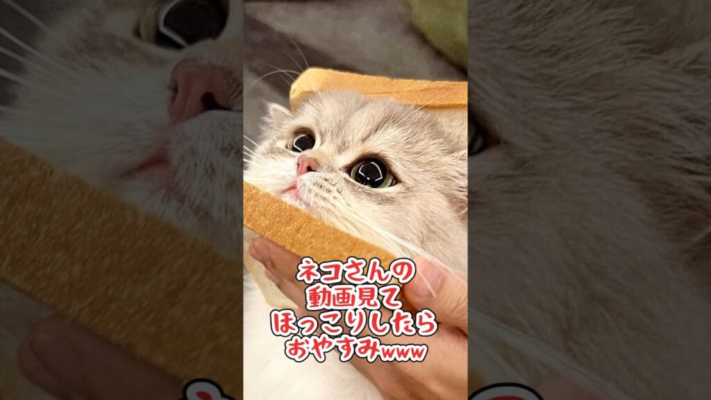 ネコさんの動画見てほっこりしたらおやすみwwwww #動物　#猫　#ねこ動画