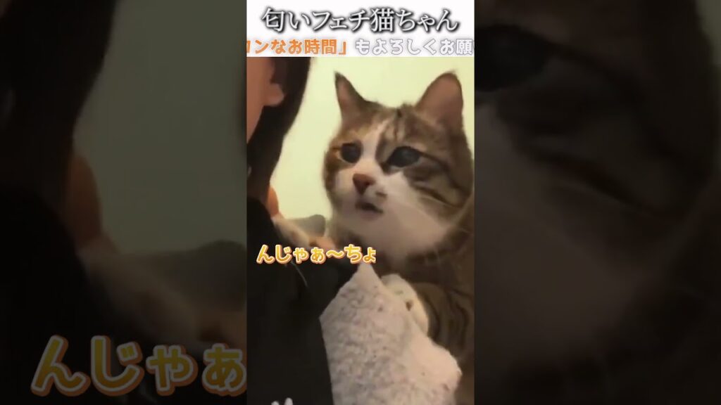 猫のおもしろ動画にツッコミどころ満載なアフレコしてみた＃243【変化】【ハプニング映像】#shorts　#アフレコ #面白動画