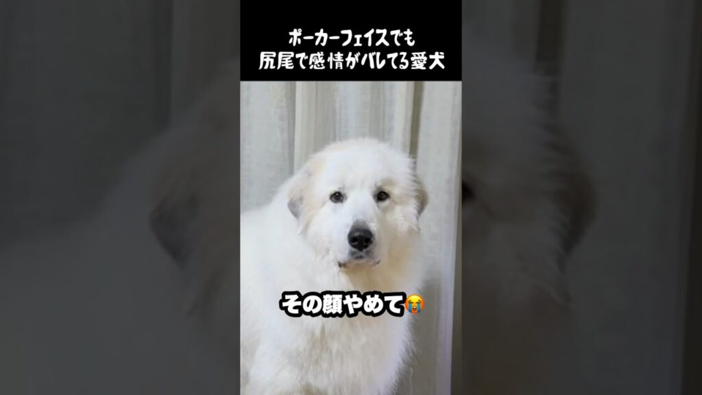 尻尾で感情がバレバレな愛犬　#グレートピレニーズ #greatpyrenees #癒し #ゴールデンレトリバー #愛犬 #puppy #犬のいる生活 #大型犬　#大型犬と暮らす