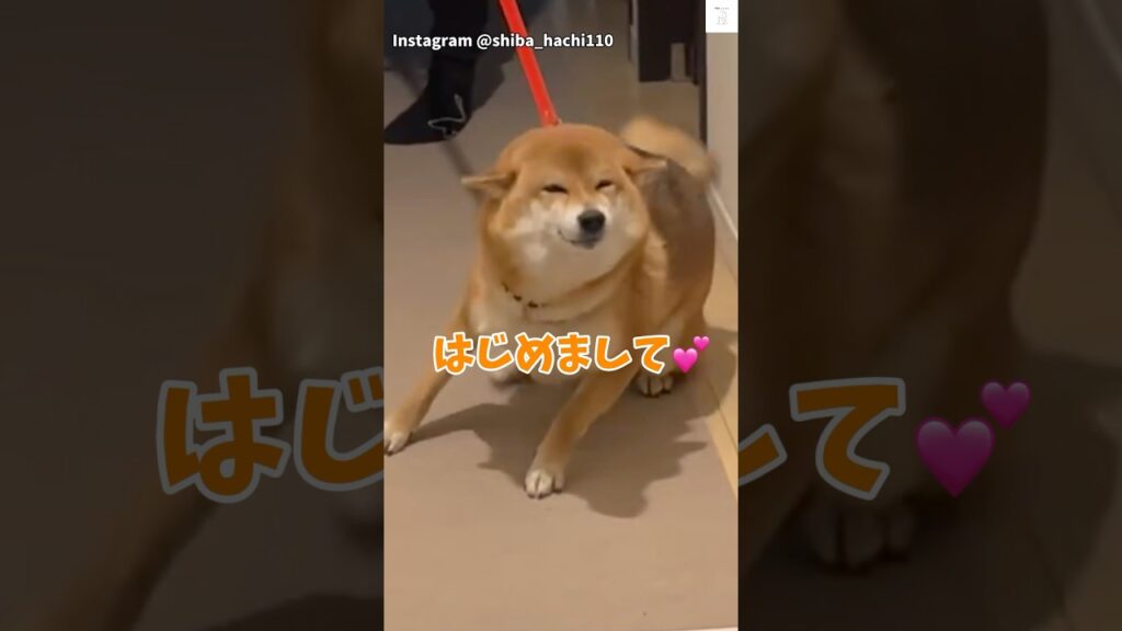 満面の笑み💕『はじめまして』の柴犬が可愛すぎる　#柴犬　#犬　#かわいい犬 #犬のいる暮らし #癒し