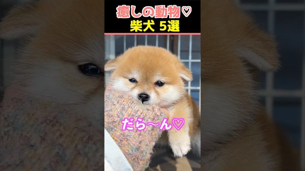 【癒しの柴犬】SNSでバズった動物かわいい犬動画５選！【Healing Shiba Inu】5 Cute Dog Videos That Went Viral on Social Media!