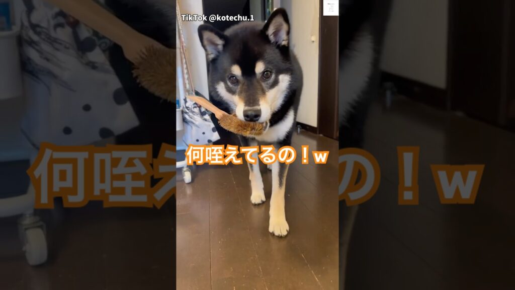 ママ爆笑‼️タワシ咥えてる柴犬が面白い　#柴犬　#黒柴　#犬　#犬のいる暮らし #癒し