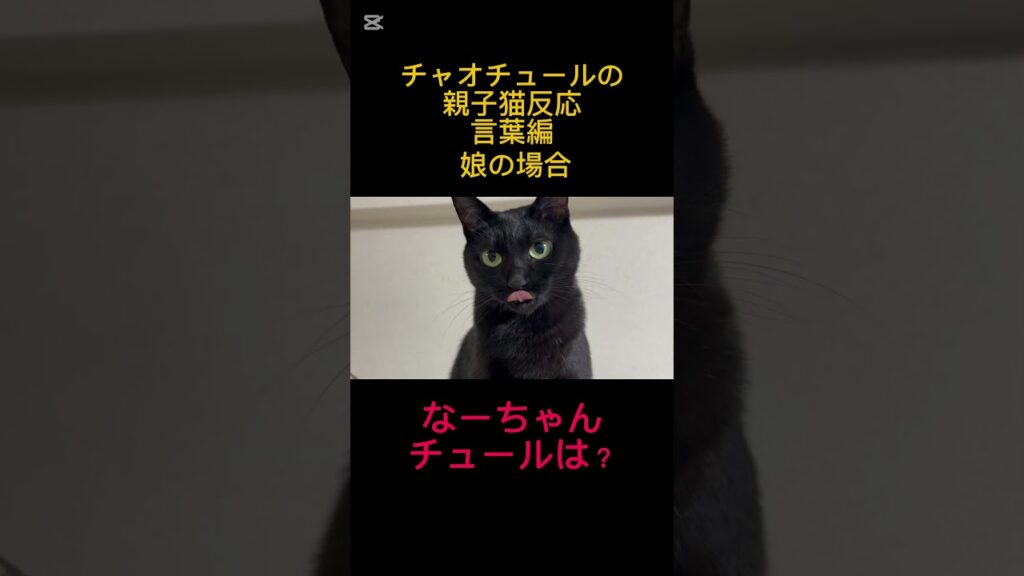 「親子猫反応」チャオチュールの反応が真逆な親子#shorts #癒し #猫