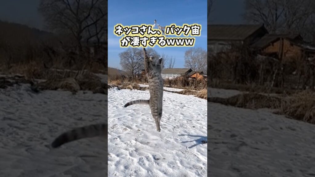 ネッコの動画見てニヤけたら負けwww #猫 #猫のいる暮らし #猫動画 #ねこ #可愛い #かわいい #癒し #ペット #動物 #2ch #shorts