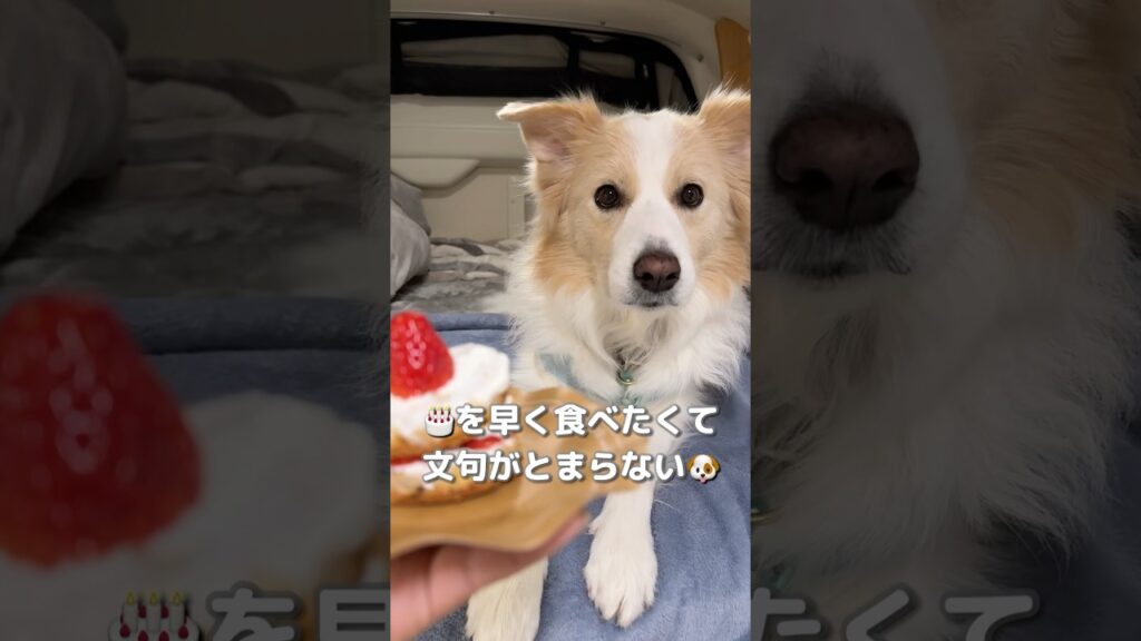 甘えん坊な犬が不機嫌になるとこうなります…【ボーダーコリー】#shorts