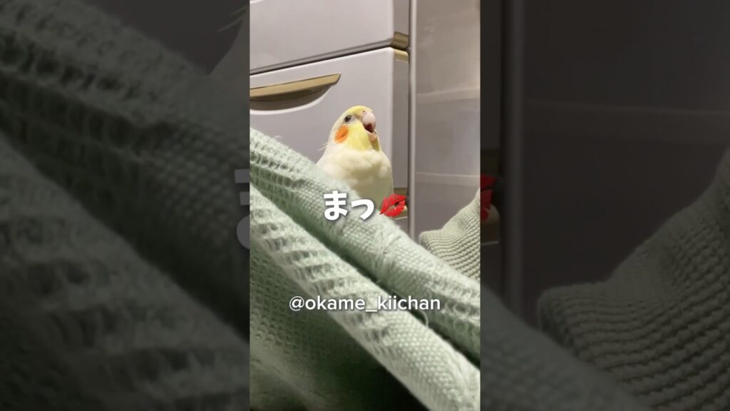 ディープなチューをする🐥きいちゃん#オカメインコ #癒し #インコ