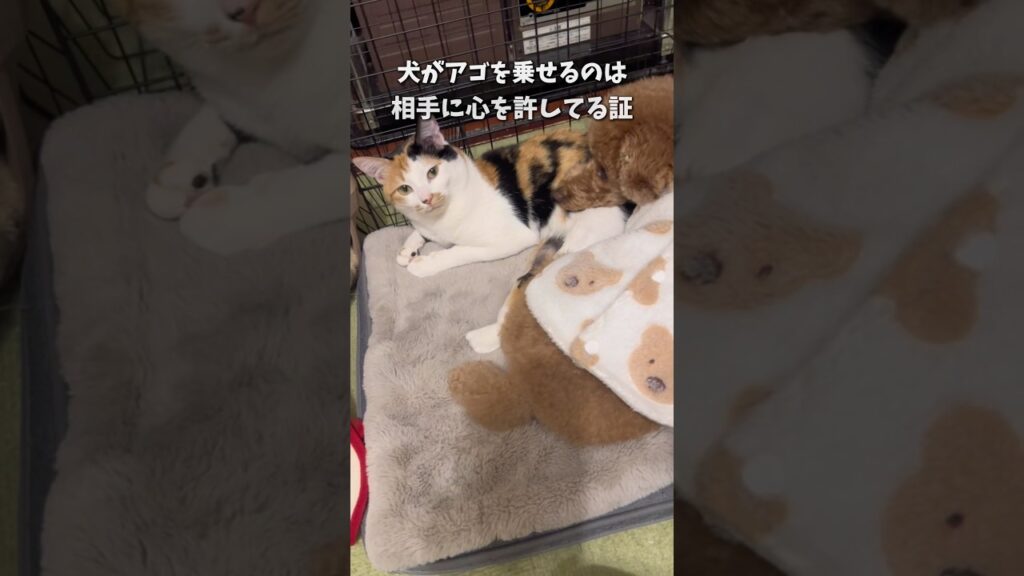 一緒に暖をとる犬とネコ #仲良し #犬と猫 #癒し