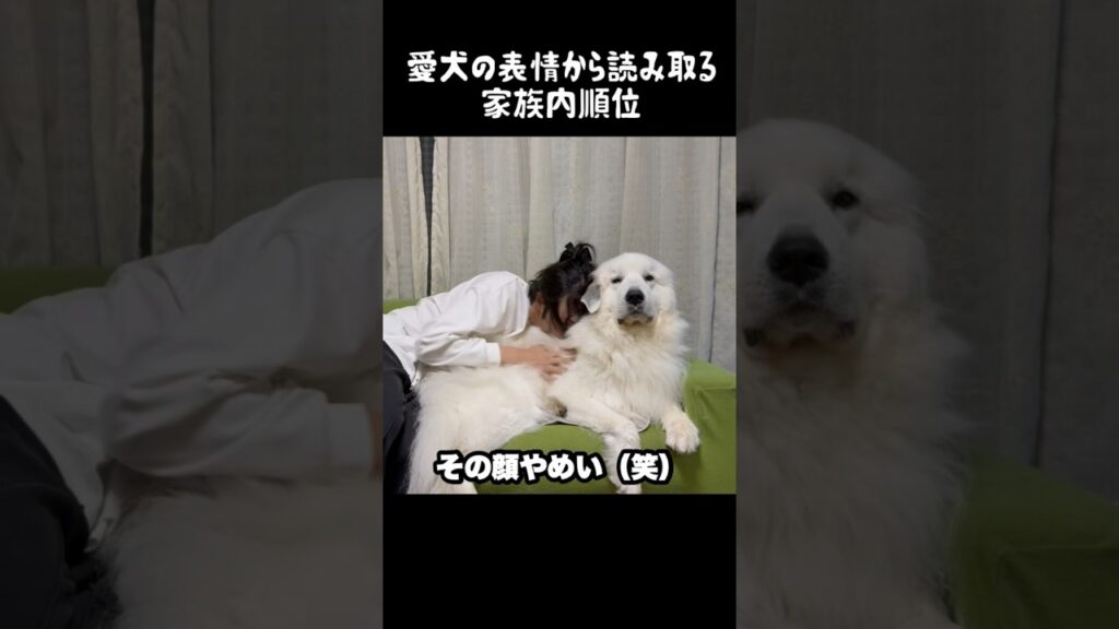 愛犬の表情から読み取る家族内順位　#グレートピレニーズ #greatpyrenees #ゴールデンレトリバー #癒し #愛犬 #犬のいる生活 #大型犬 #サモエド#パーニーズ #ペキニーズ