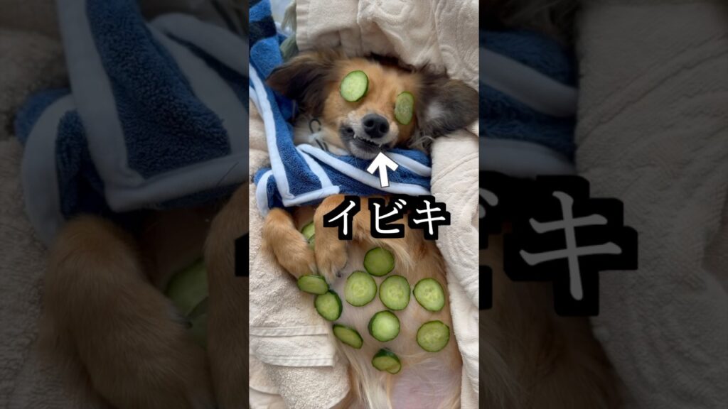 愛犬にスパしたらイビキがうるさすぎた！