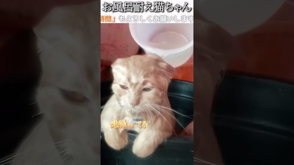 猫のおもしろ動画にツッコミどころ満載なアフレコしてみた＃237【お風呂】【ハプニング映像】#shorts　#アフレコ #面白動画