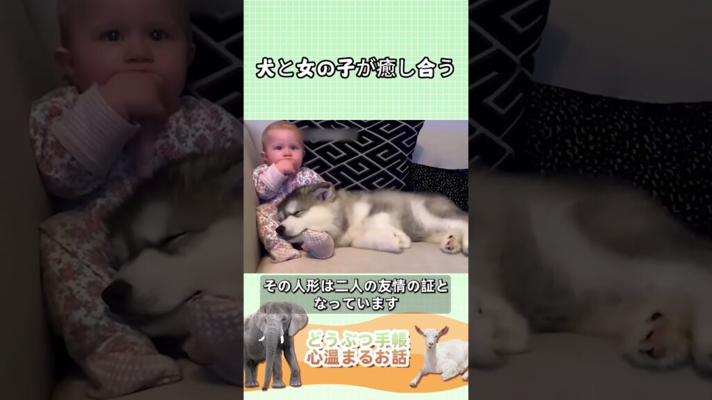 犬と女の子が癒し合う！#動物 #感動