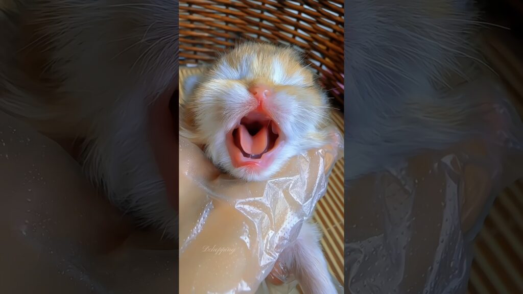 🐾✨The Cute Meows of Newborn Kitten #cat #癒し #kitten #猫 #cute #meow #catlover #kucing #cutecat