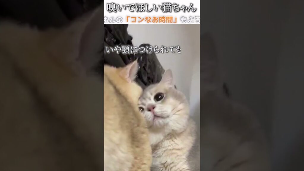 猫のおもしろ動画にツッコミどころ満載なアフレコしてみた＃251【匂い】【ハプニング映像】#shorts　#アフレコ #面白動画