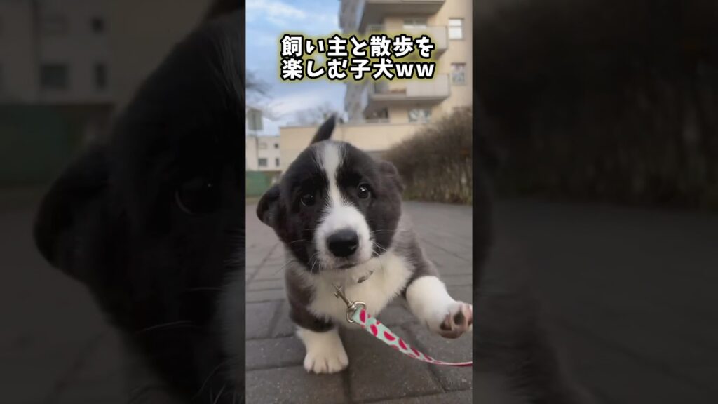 犬さんの動画見てほっこりしたらおやすみwww #動物 #癒し動画 #ほっこり