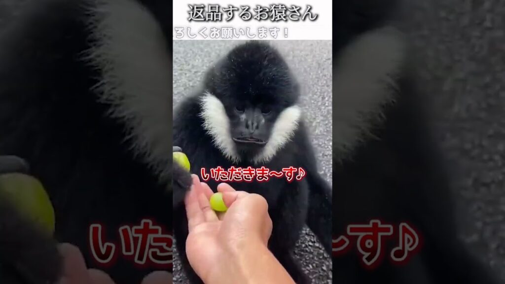 動物のおもしろ動画にツッコミどころ満載なアフレコしてみた＃252【マスカット】【ハプニング映像】#shorts　#アフレコ #面白動画