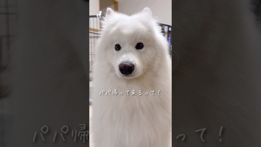 大好きなパパの帰宅を知らせた時の大型犬の反応が可愛すぎる #サモエド #samoyed #癒し動画