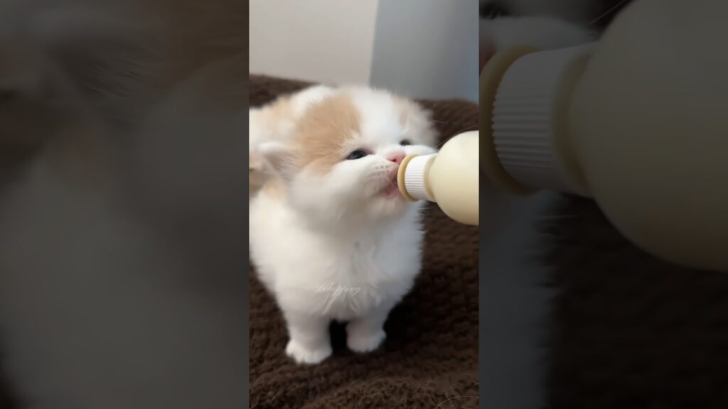 ✨🍼▶️ASMR Kitten Feeding#cat #癒し #kitten #猫 #cute #好きな子猫 #pets