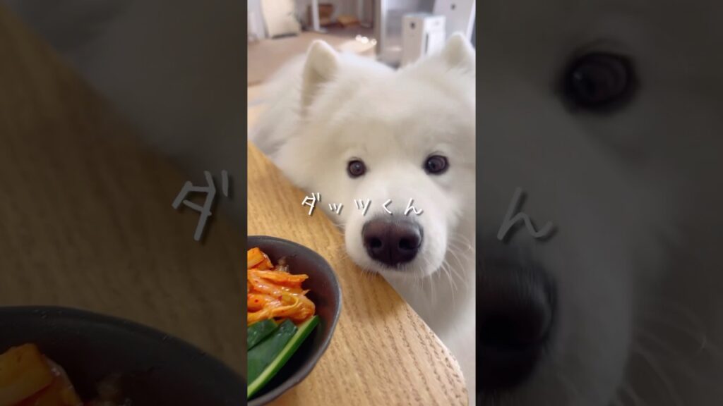 キッチンから食卓まで続く可愛い誘惑 #サモエド #samoyed #癒し